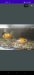 aquarium with fish
